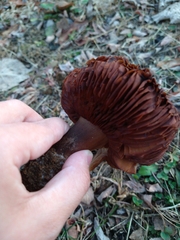 Cortinarius rubellus