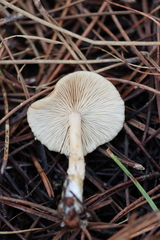 Clitocybe diatreta