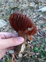 Cortinarius rubellus