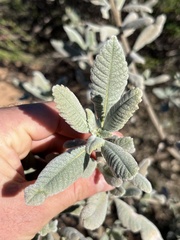 Eriodictyon crassifolium