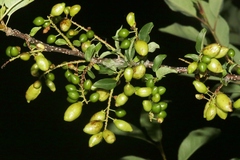 Contarinia virginianiae