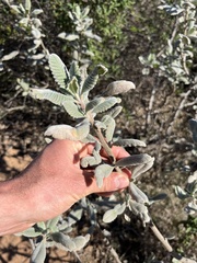 Eriodictyon crassifolium