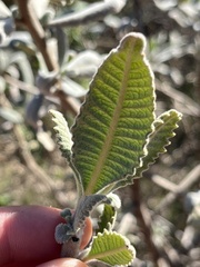 Eriodictyon crassifolium