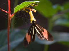 Heliconiinae