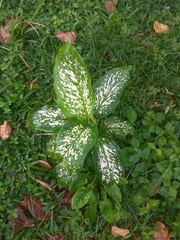 Aglaonema commutatum
