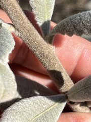 Eriodictyon crassifolium