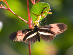 Heliconiinae