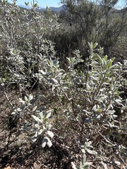 Eriodictyon crassifolium