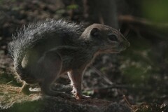 Ammospermophilus harrisii