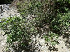 Veronica stricta stricta