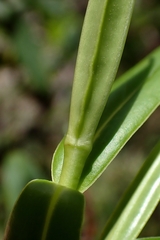 Veronica stricta stricta