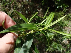 Veronica stricta stricta