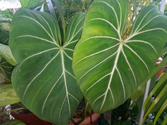 Philodendron gloriosum