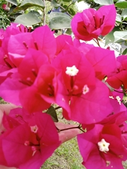 Bougainvillea