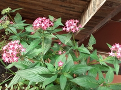 Pentas