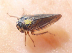 Macropsis scotti