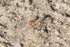 Endiodioctes