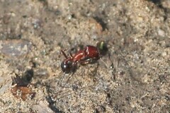 Pogonomyrmex bicolor