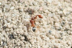 Endiodioctes