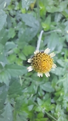 Tridax