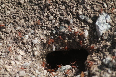 Endiodioctes