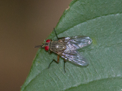 Muscidae