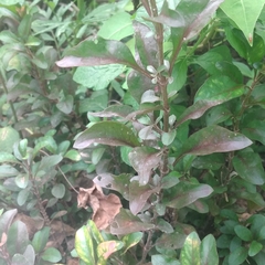 Alternanthera brasiliana