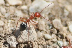 Endiodioctes