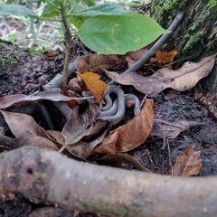 Masticophis mentovarius