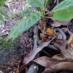 Masticophis mentovarius