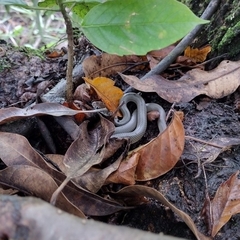 Masticophis mentovarius