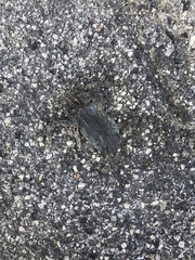 Bufotes viridis balearicus