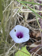 Ipomoea trifida