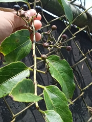 Cissus verticillata