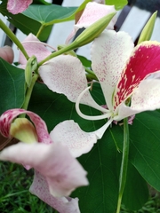 Bauhinia monandra