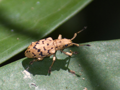 Platyomus