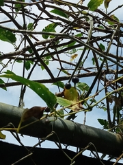 Cissus verticillata