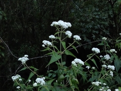 Austroeupatorium