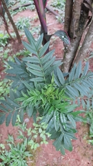 Tagetes erecta image