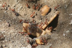 Pogonomyrmex maricopa
