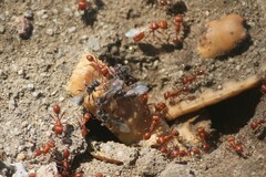 Pogonomyrmex maricopa