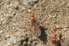 Pogonomyrmex maricopa