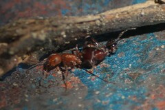 Pogonomyrmex maricopa