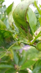 Spaminta minjerribae