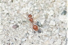 Pogonomyrmex maricopa