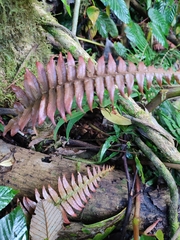 Blechnum occidentale