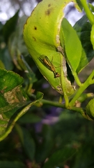 Spaminta minjerribae