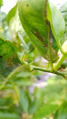 Spaminta minjerribae