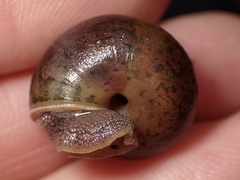 Helminthoglypta contracostae