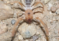 Eremobatidae